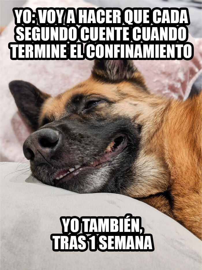 17 Spot-On Funny Pet Memes About Quarantine By Comedy Pet Photo Awards