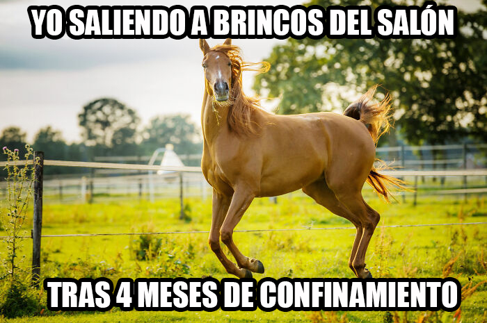 17 Spot-On Funny Pet Memes About Quarantine By Comedy Pet Photo Awards
