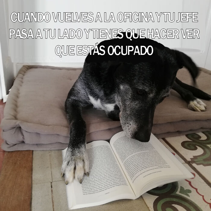 17 Spot-On Funny Pet Memes About Quarantine By Comedy Pet Photo Awards