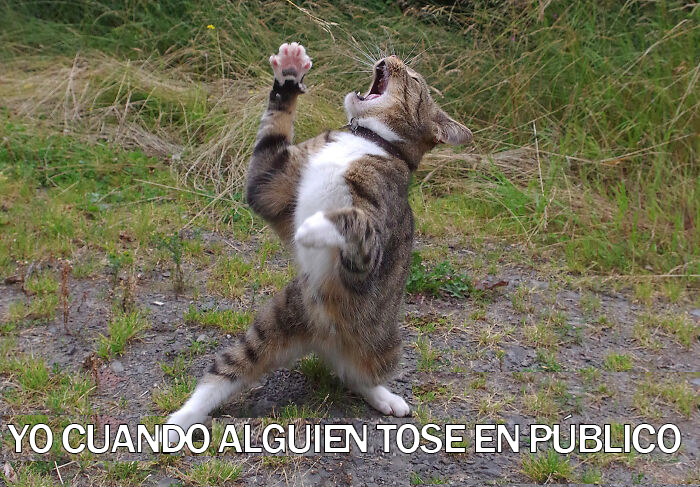 17 Spot-On Funny Pet Memes About Quarantine By Comedy Pet Photo Awards