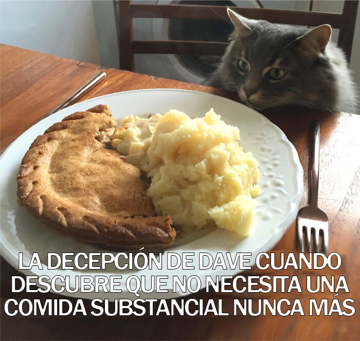 17 Spot-On Funny Pet Memes About Quarantine By Comedy Pet Photo Awards
