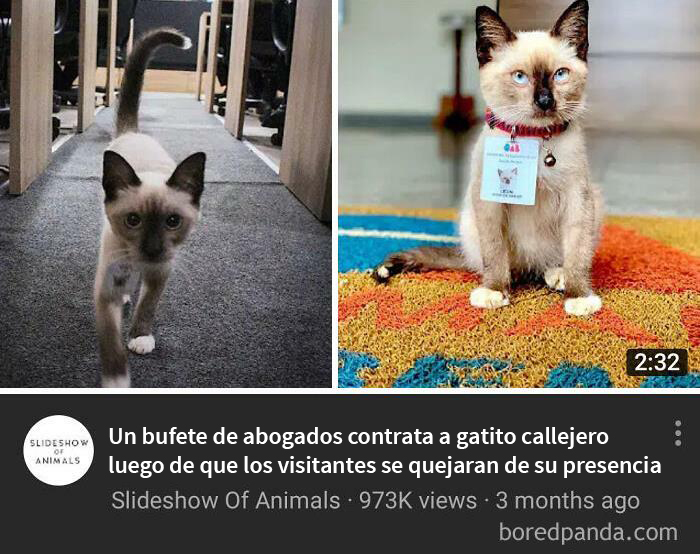Gato abogado