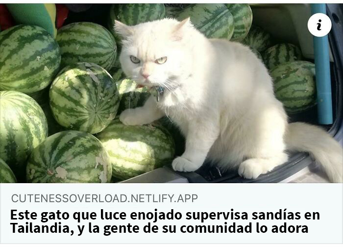 Policía de sandías