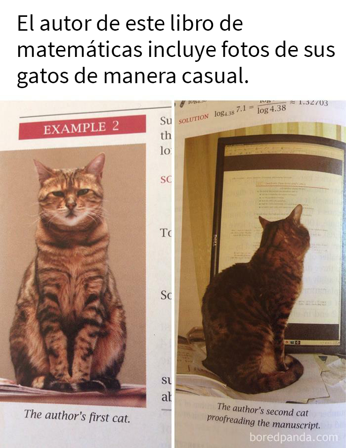 Gato académico posando para el libro, gato corrigiéndolo