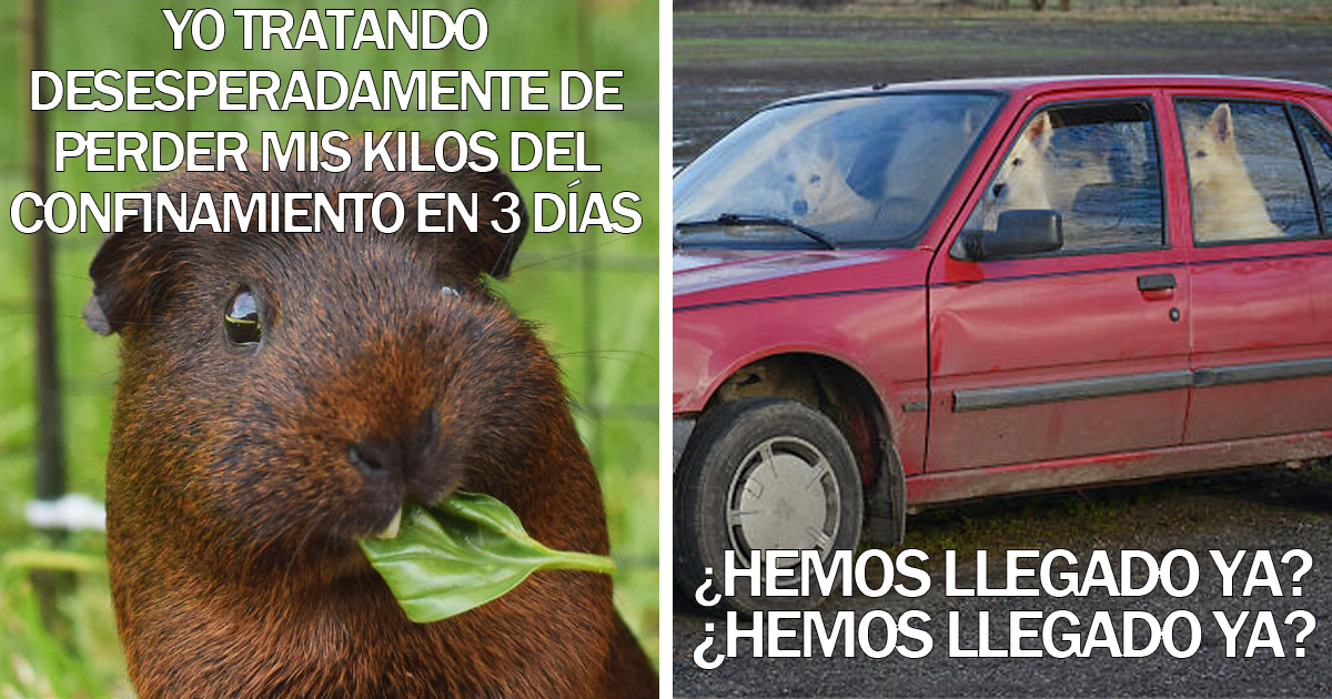 15 Divertidos memes de mascotas sobre la cuarentena, por Comedy Pet Photo Awards