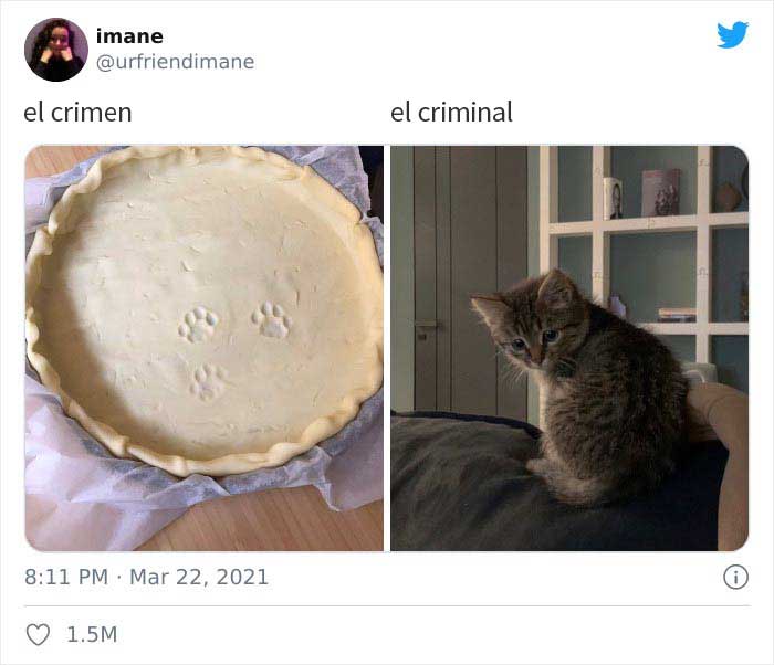 19 Crimes And Criminals Caught By Their Owners, As Shared In This Twitter Thread