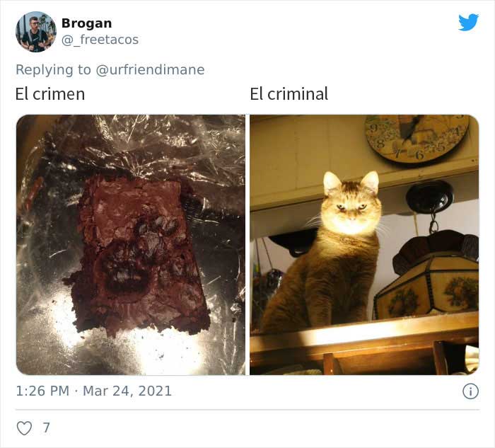 19 Crimes And Criminals Caught By Their Owners, As Shared In This Twitter Thread