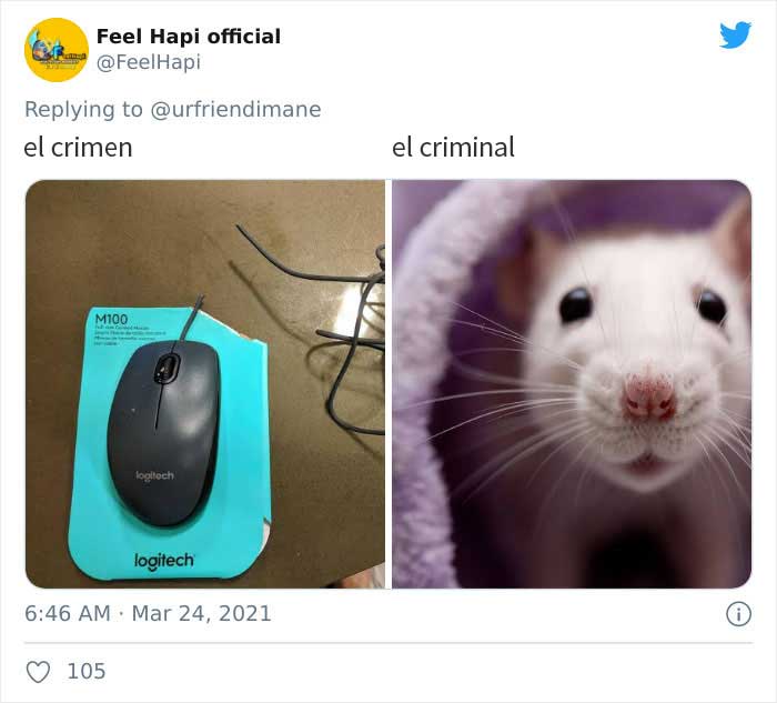 19 Crimes And Criminals Caught By Their Owners, As Shared In This Twitter Thread
