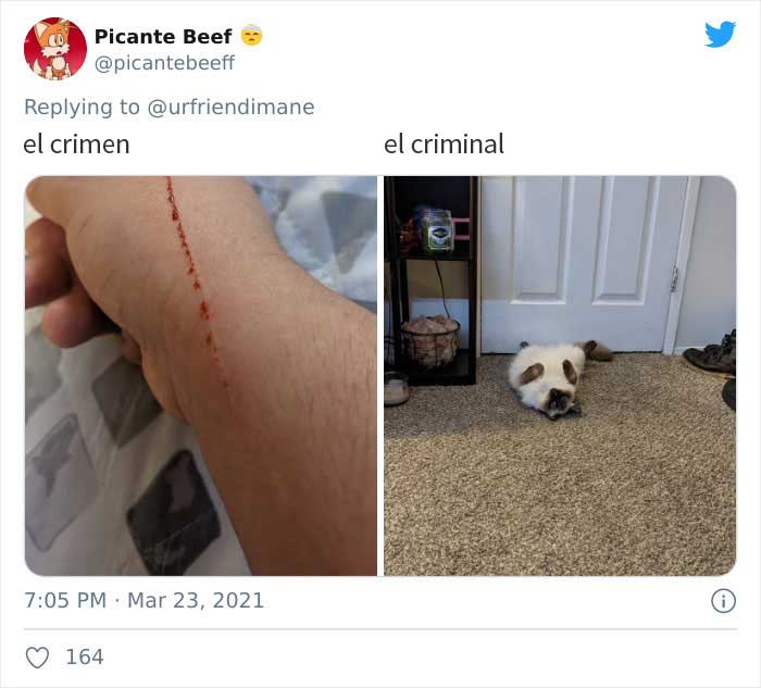 19 Crimes And Criminals Caught By Their Owners, As Shared In This Twitter Thread