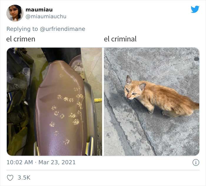 19 Crimes And Criminals Caught By Their Owners, As Shared In This Twitter Thread