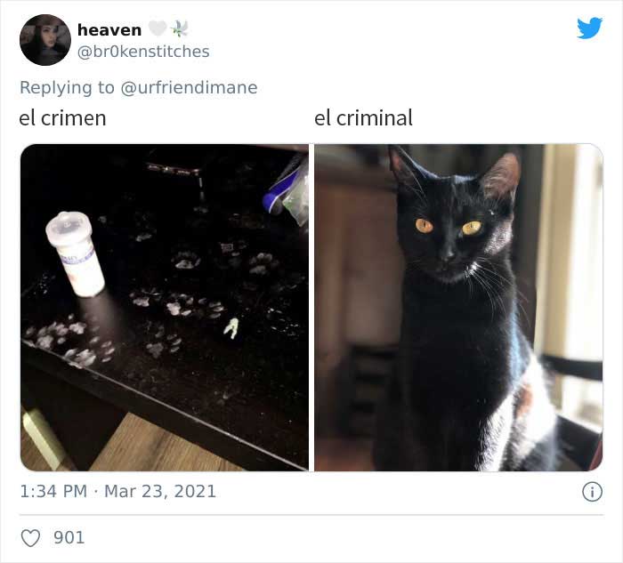19 Crimes And Criminals Caught By Their Owners, As Shared In This Twitter Thread