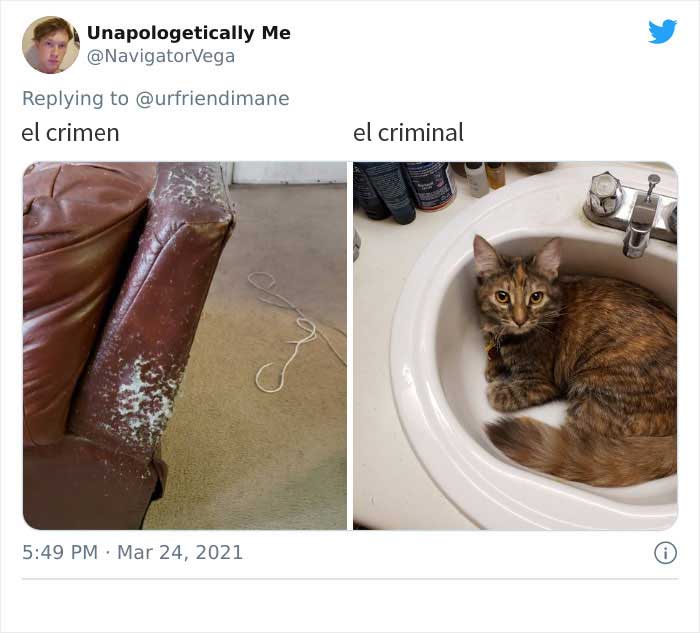 19 Crimes And Criminals Caught By Their Owners, As Shared In This Twitter Thread