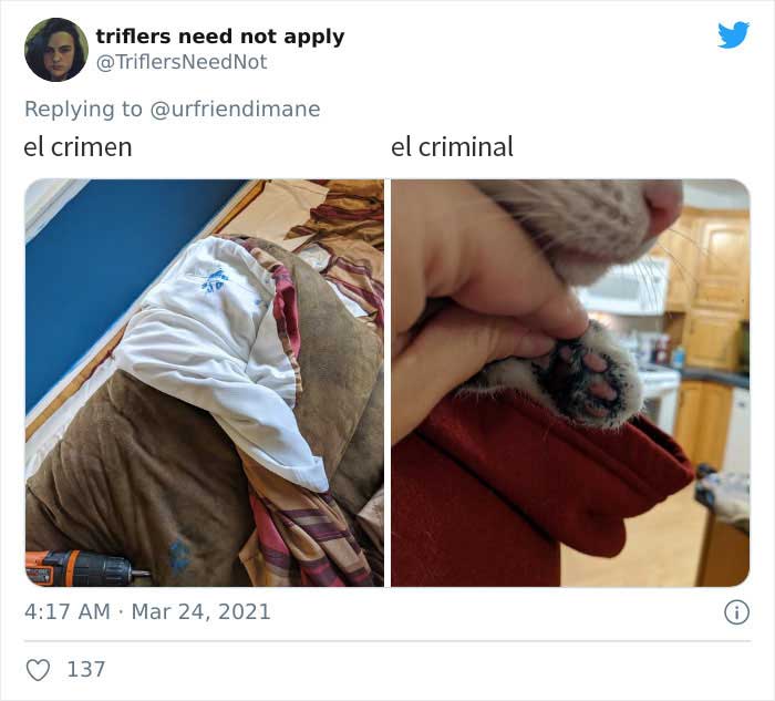 19 Crimes And Criminals Caught By Their Owners, As Shared In This Twitter Thread