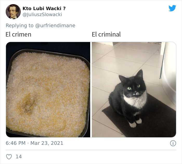 19 Crimes And Criminals Caught By Their Owners, As Shared In This Twitter Thread