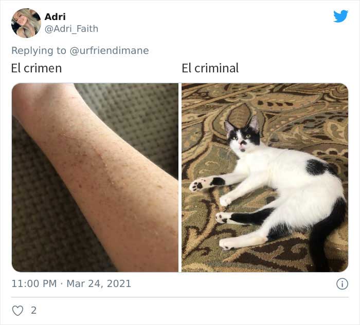 19 Crimes And Criminals Caught By Their Owners, As Shared In This Twitter Thread