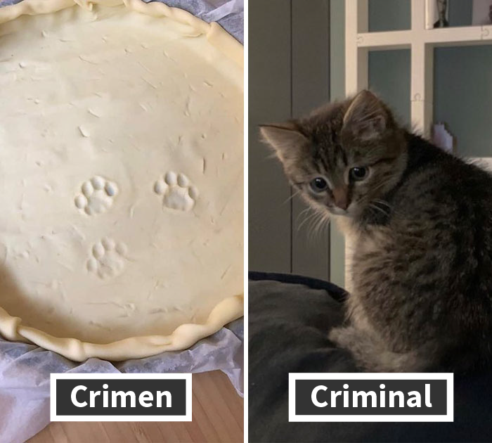 19 Crímenes y criminales pillados por sus dueños, compartidos en este hilo de Twitter