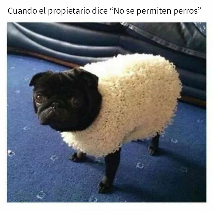 Cuando el propietario dice: "¡No se permiten perros!"