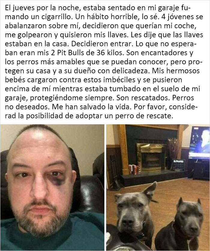 Los Pit Bulls siempre serán mis favoritos