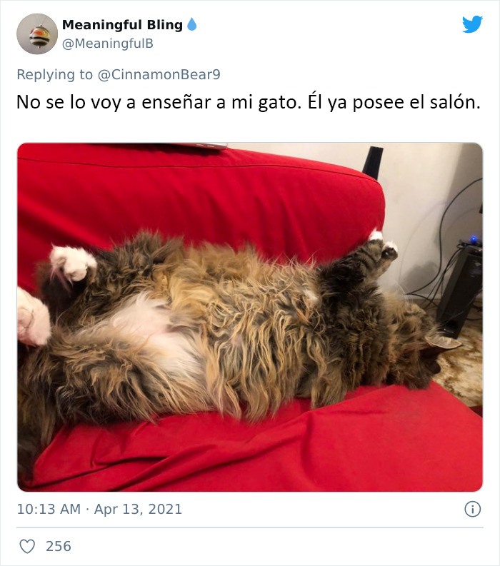 Este hombre transformó un espacio vacío tras la pared en un diminuto dormitorio para su gato, y otros dueños de gatos se mueren de envidia