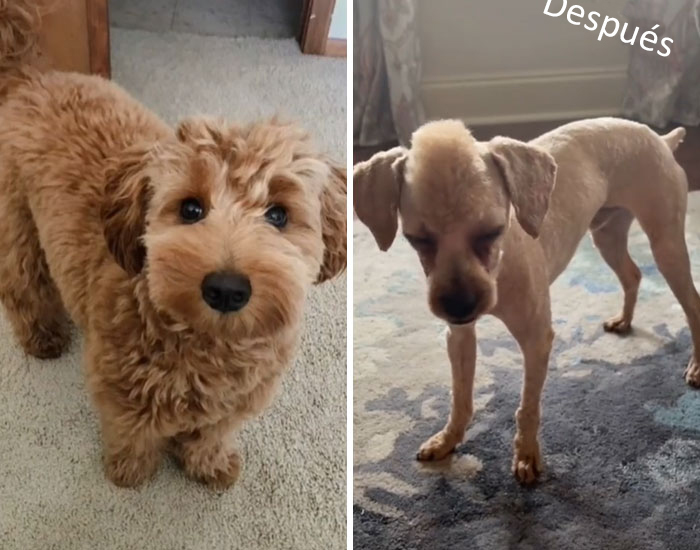 The 'What I Wanted Vs. What I Got' Trend Has People Sharing Funny Stories Of Frustration