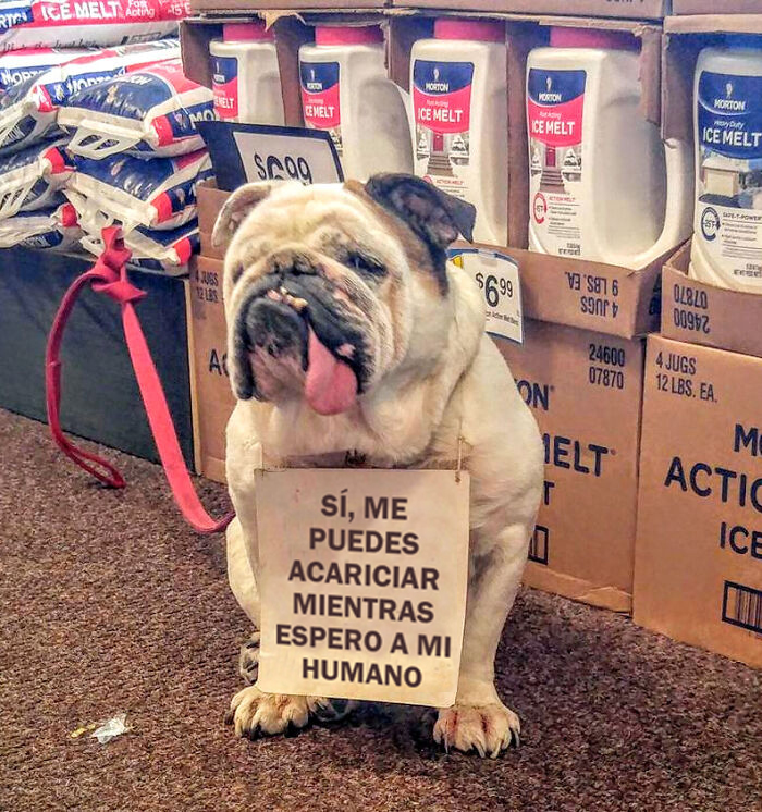 Vimos esta preciosidad en la tienda de comestibles