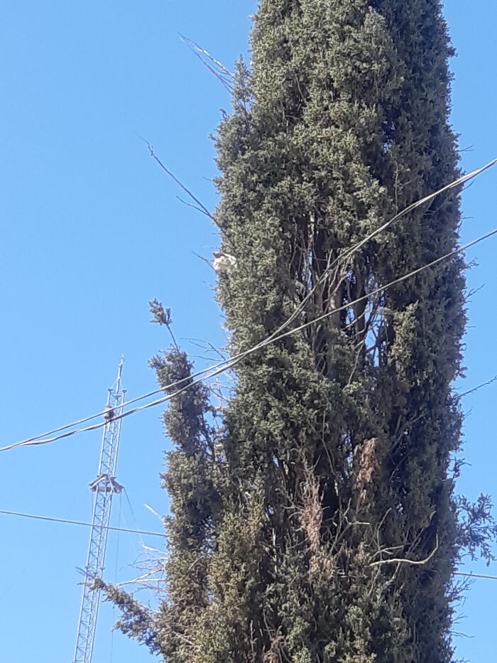 Se Subio Al Pino De Nuestros Vecinos Duro 2 Horas Alla Arriba Porque Habia Unos Pajaritos Y Ella Los Queria Para Jugar Con Ellos.