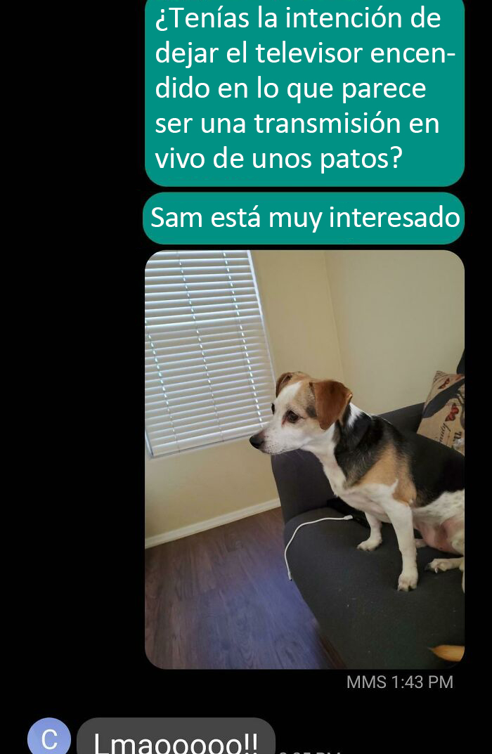 Mis compañeros de piso se fueron por el día dejando la televisión encendida. Bajo las escaleras con mi perro y ella hace esto