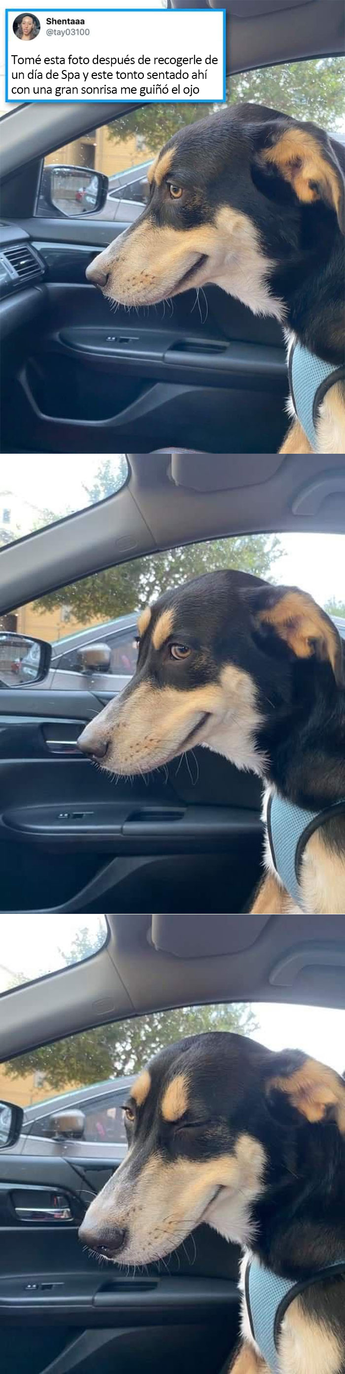 ¡Los perros se merecen lo mejor!