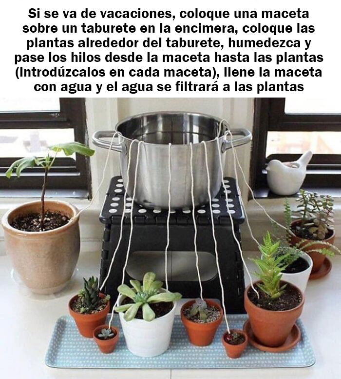 Regar las plantas durante las vacaciones