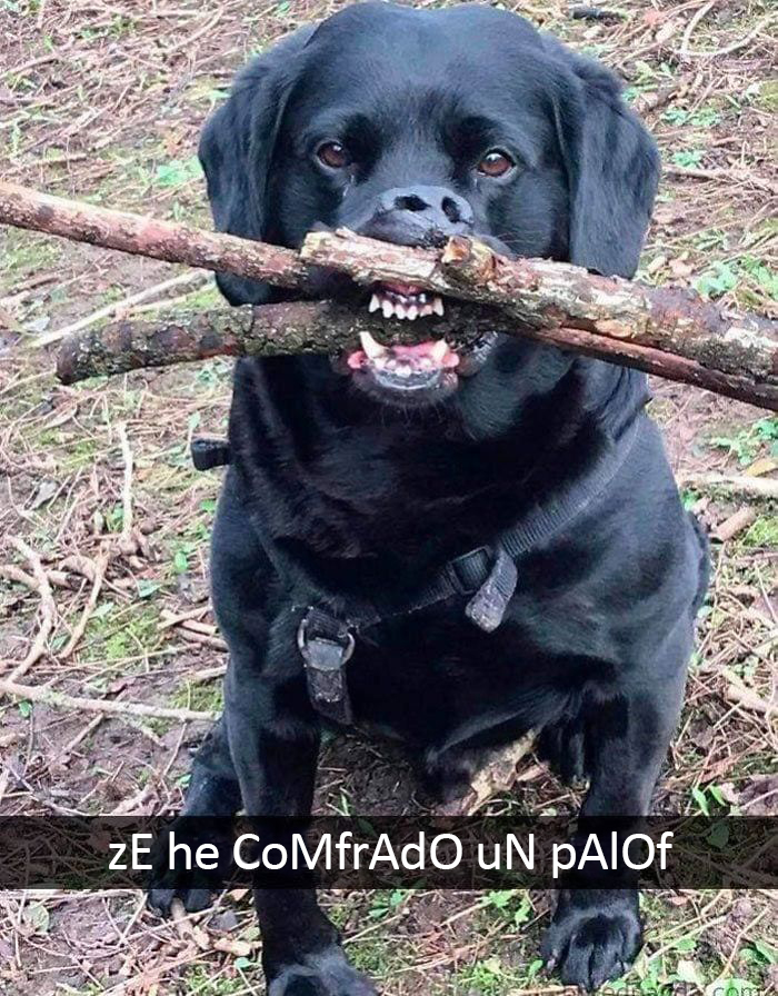 Chonríe
