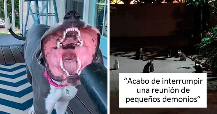 50 Mascotas que sin querer dieron un susto de muerte a sus dueños con su aspecto aterrador