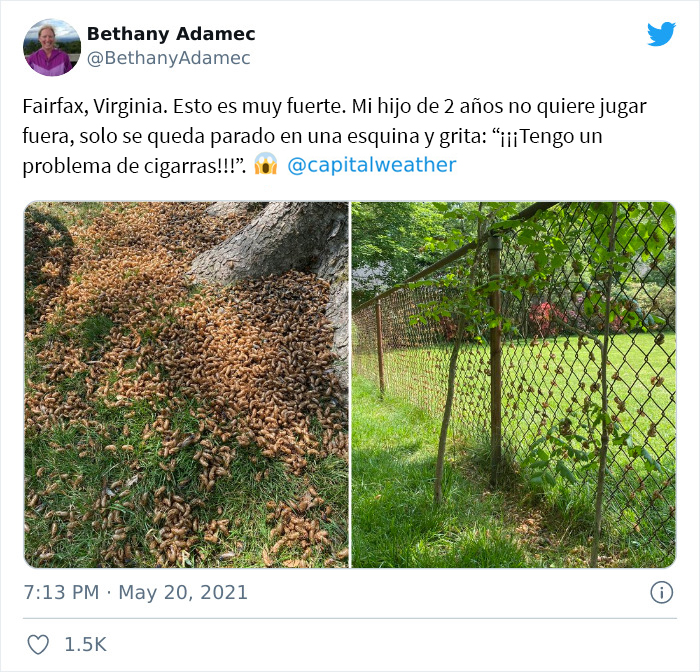 Billions Of Cicadas Emerge After 17 Years In The Ground And Create Chaos In Parts Of The US (30 Pics)