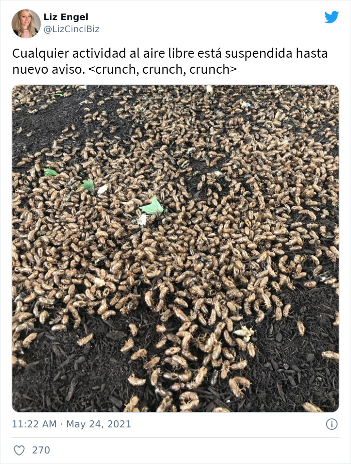 Billions Of Cicadas Emerge After 17 Years In The Ground And Create Chaos In Parts Of The US (30 Pics)