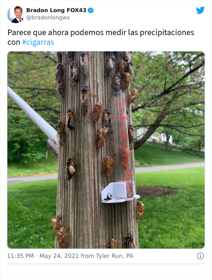 Billions Of Cicadas Emerge After 17 Years In The Ground And Create Chaos In Parts Of The US (30 Pics)