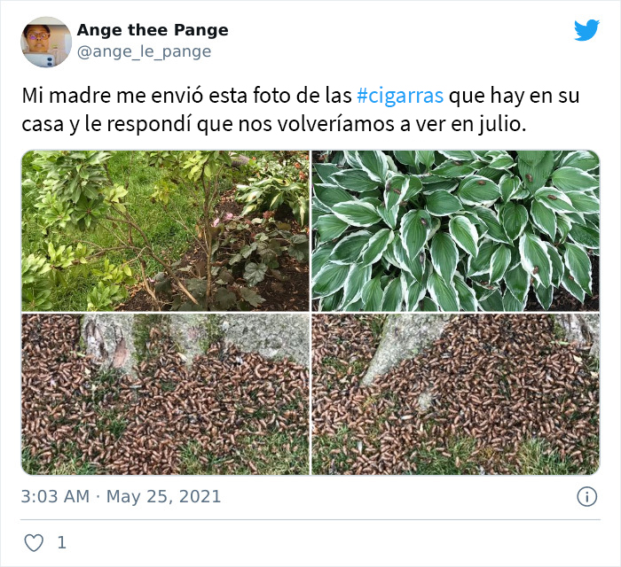 Billions Of Cicadas Emerge After 17 Years In The Ground And Create Chaos In Parts Of The US (30 Pics)