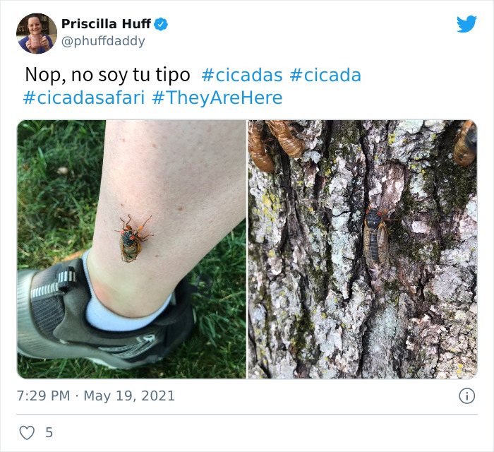 Billions Of Cicadas Emerge After 17 Years In The Ground And Create Chaos In Parts Of The US (30 Pics)