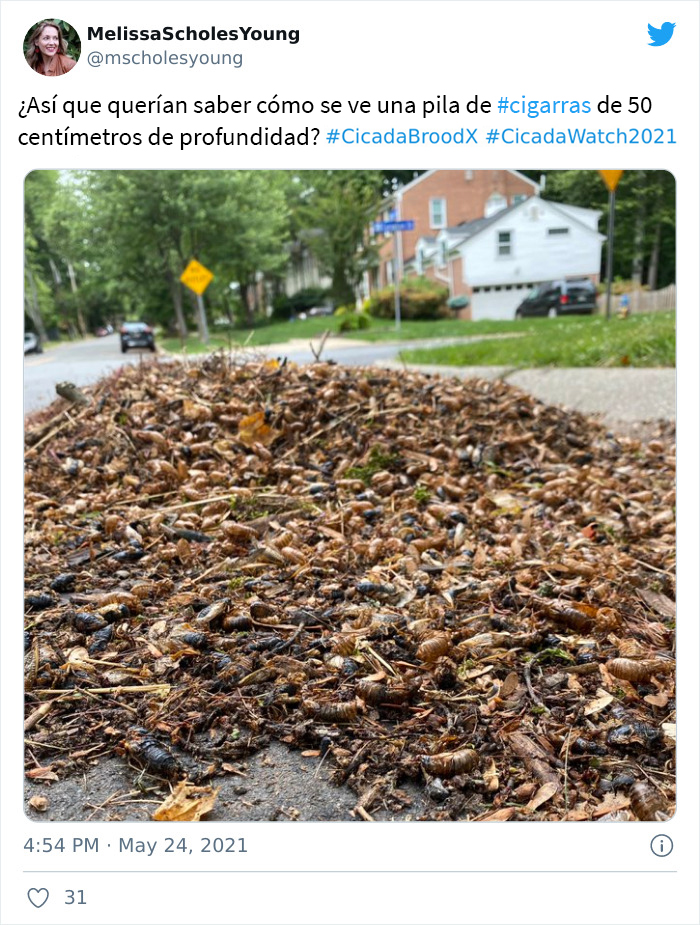 Billions Of Cicadas Emerge After 17 Years In The Ground And Create Chaos In Parts Of The US (30 Pics)