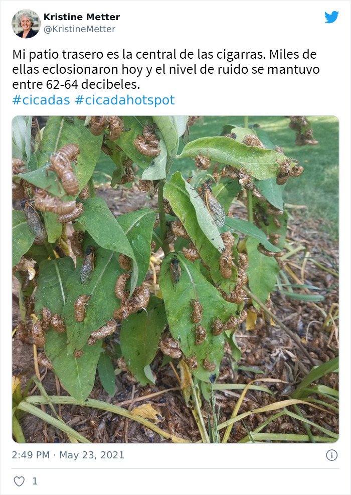 Billions Of Cicadas Emerge After 17 Years In The Ground And Create Chaos In Parts Of The US (30 Pics)