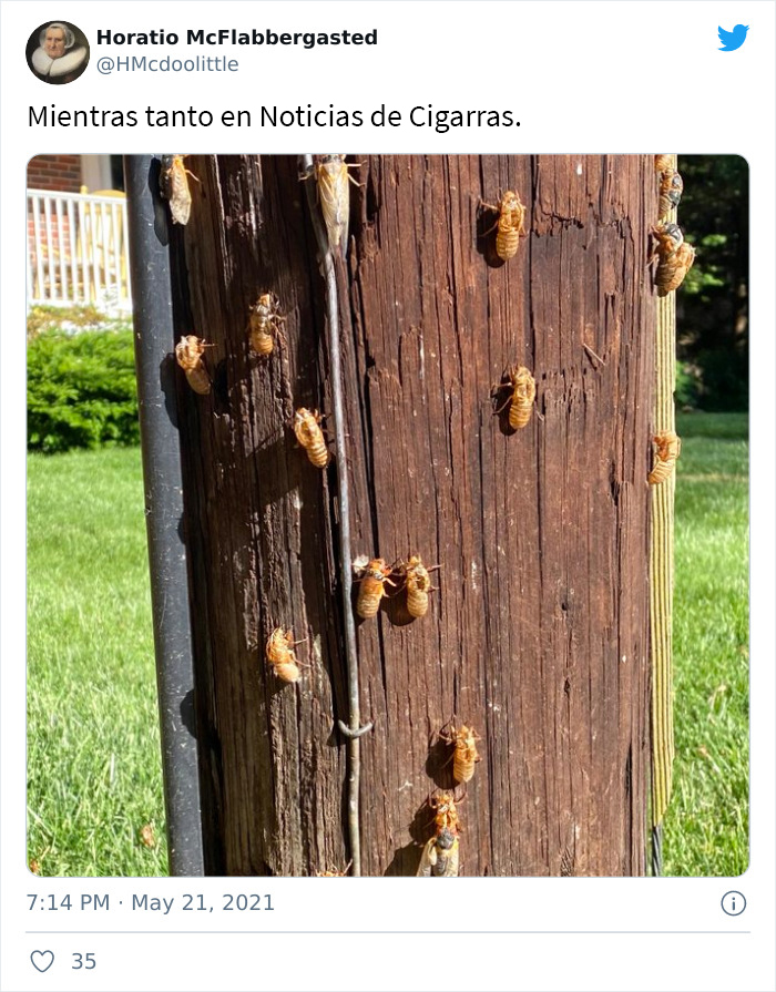 Billions Of Cicadas Emerge After 17 Years In The Ground And Create Chaos In Parts Of The US (30 Pics)