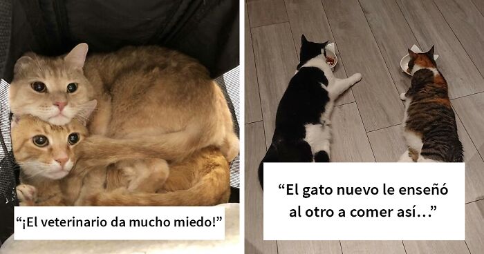 Estas 50 fotos demuestran que 2 gatos son mejor que uno