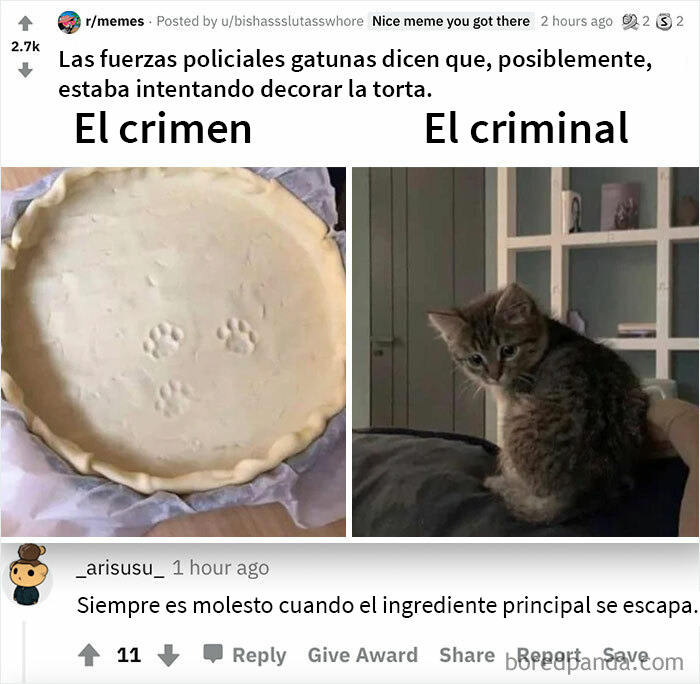 Gato maldito