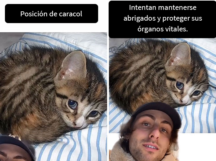 Este hombre promete brindar información nueva sobre los gatos y comparte 12 datos interesantes
