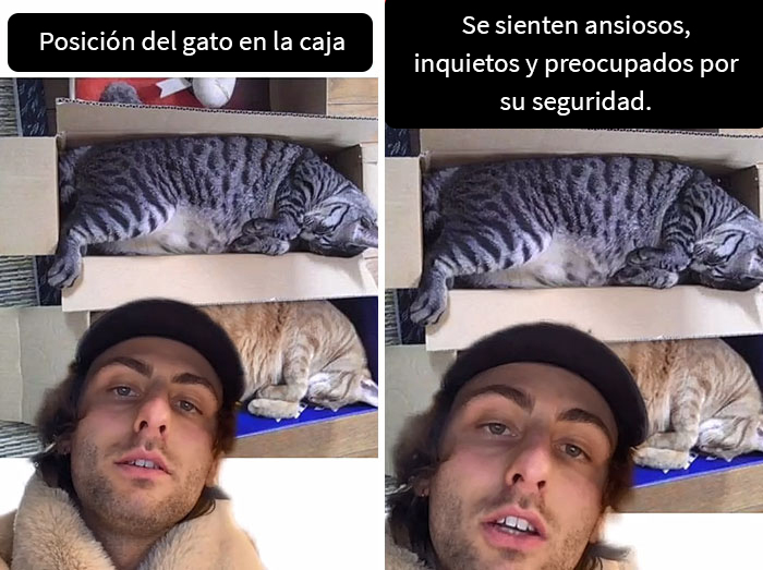 Este hombre promete brindar información nueva sobre los gatos y comparte 12 datos interesantes