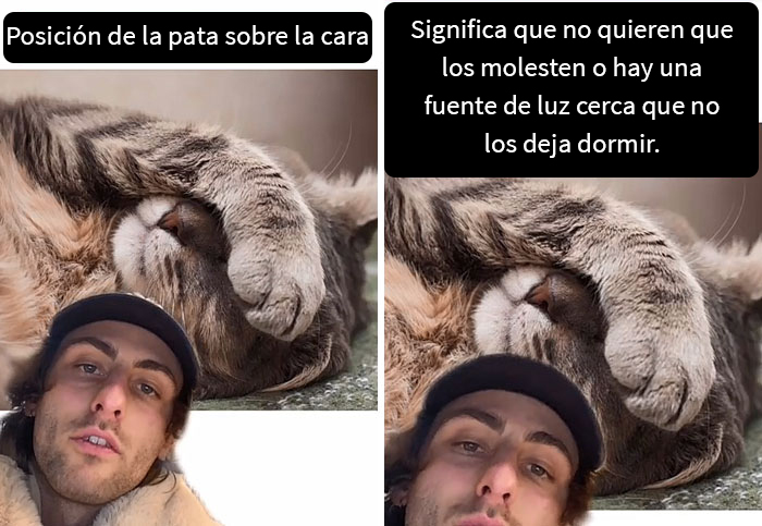 Este hombre promete brindar información nueva sobre los gatos y comparte 12 datos interesantes