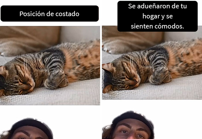 Este hombre promete brindar información nueva sobre los gatos y comparte 12 datos interesantes