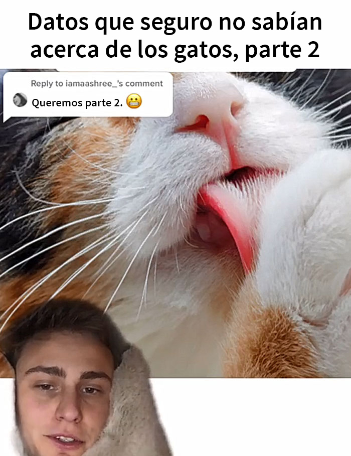Este hombre promete brindar información nueva sobre los gatos y comparte 12 datos interesantes