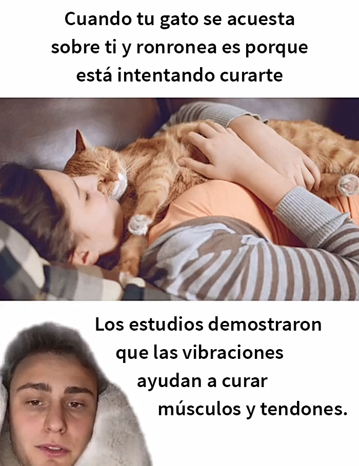 Este hombre promete brindar información nueva sobre los gatos y comparte 12 datos interesantes