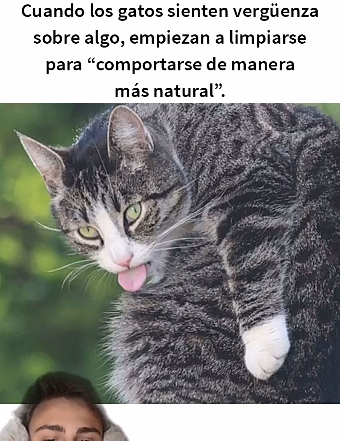 Este hombre promete brindar información nueva sobre los gatos y comparte 12 datos interesantes