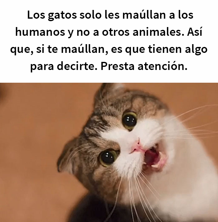 Este hombre promete brindar información nueva sobre los gatos y comparte 12 datos interesantes