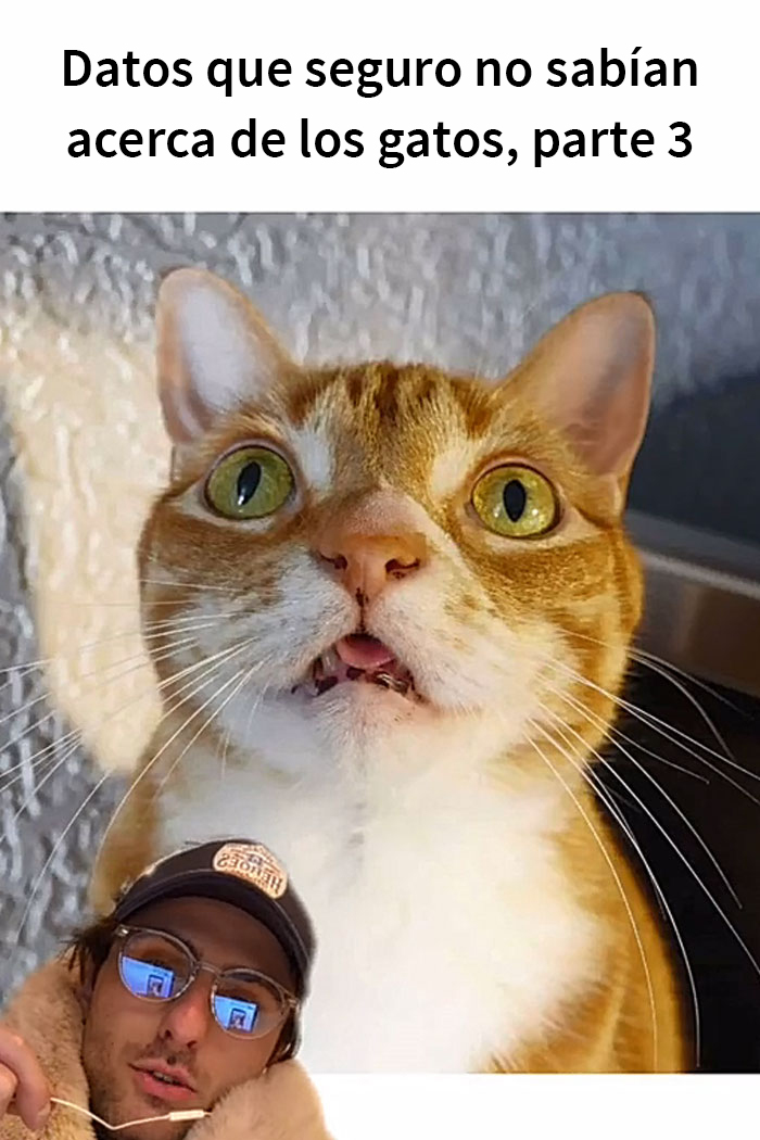 Este hombre promete brindar información nueva sobre los gatos y comparte 12 datos interesantes